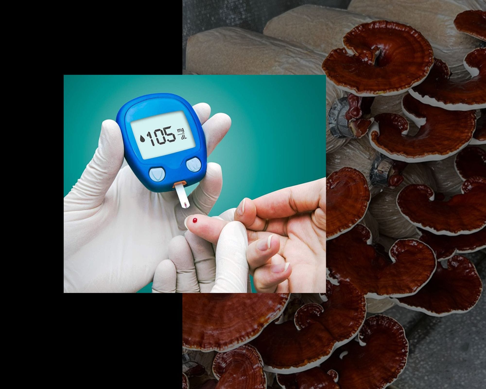 5. Hỗ trợ kiểm soát đường huyết