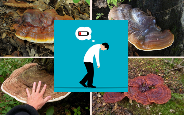 9. Tăng cường thể lực và giảm mệt mỏi