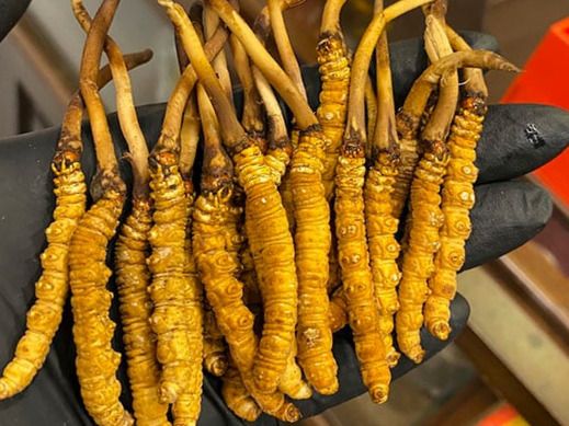 Đông Trùng Hạ Thảo.