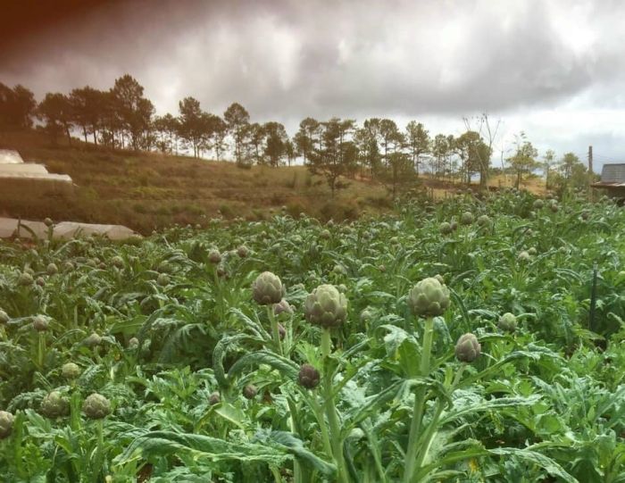Nguồn gốc & đặc điểm