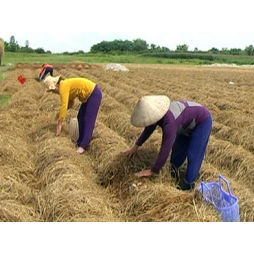 Thành phần - xuất xứ