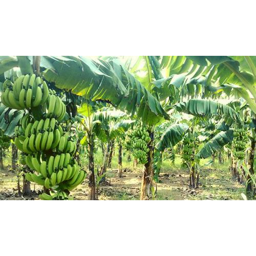 Chuối là trái, là cây gì ?