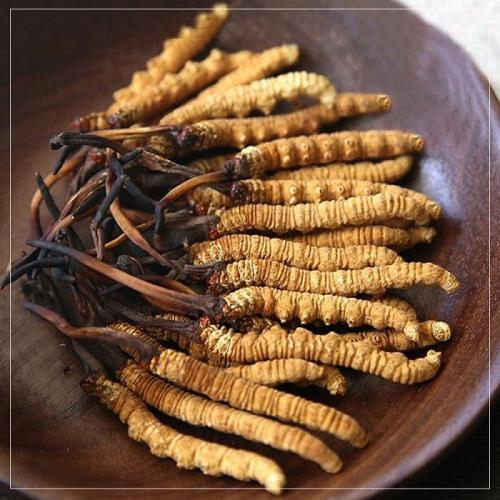 Chi tiết về Lợi ích của Đông Trùng Hạ Thảo