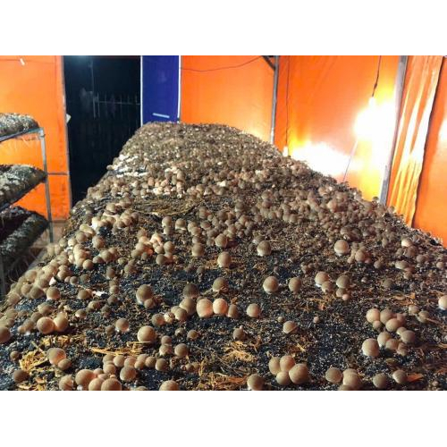 Thành phần - xuất xứ