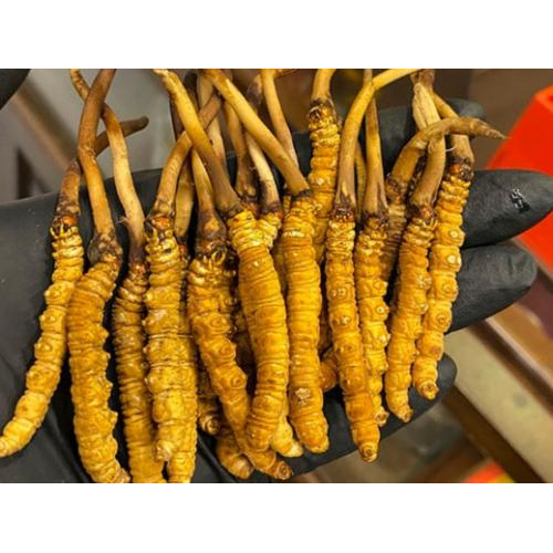 Đông Trùng Hạ Thảo.